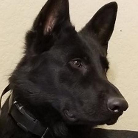 East-European shepherd - Australian Kelpie